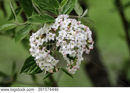 Shrub With White Flowers Of Viburnum Opulus Plant, Known As Guelder Rose, Water Elder, Cramp Bark, S