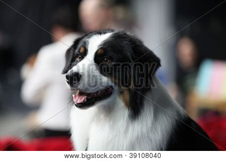 St. Bernard hund