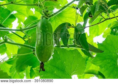 Close-up Winter Melon Hanging At Tree With Green Leaf. Or White Gourd, Winter Gourd, Ash Gourd.