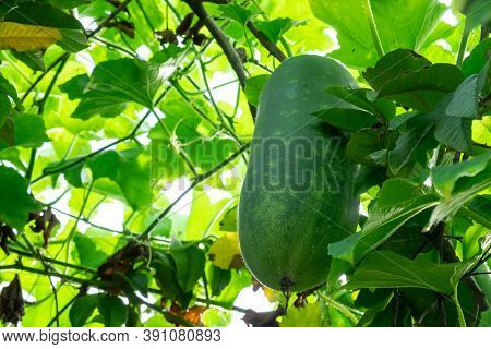 Close-up Winter Melon Hanging At Tree With Green Leaf. Or White Gourd, Winter Gourd, Ash Gourd.