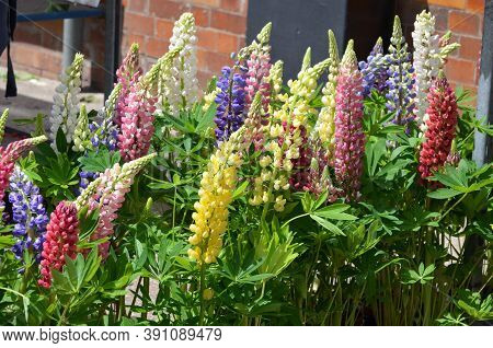Yellw, Pink, Red, Blue And White Flowers Of Lupinus, Commonly Known As Lupin Or Lupine, In Full Bloo