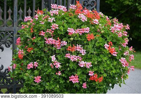Background Of Pink And Red Pelargonium Flowers (commonly Known As Geraniums, Pelargoniums Or Storksb