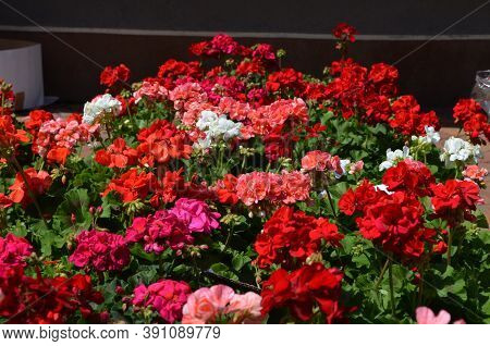 Background Of Vivid Pink And Red Pelargonium Flowers (commonly Known As Geraniums, Pelargoniums Or S