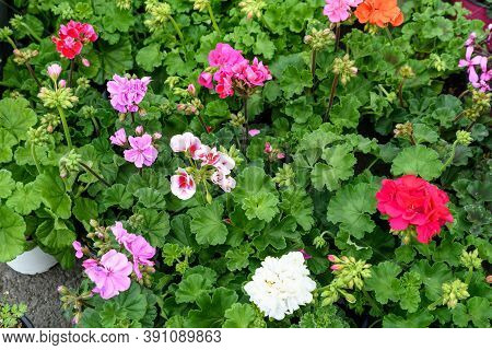 Background Of Vivid Pink, Red And White Pelargonium Flowers (commonly Known As Geraniums, Pelargoniu