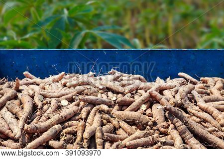 Cassava In The Pickup Truck, Cassava For Tapioca Flour Industry, Raw Yucca Tuber In Front View