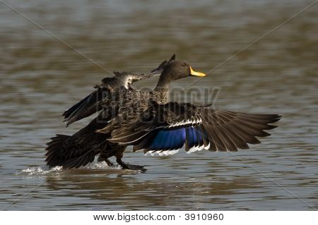 Yellow Billed Duck
