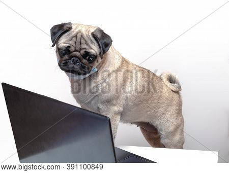 Pug Dog In Medical Mask Works As A Doctor At A Laptop. Concept Of A Doctor Dog