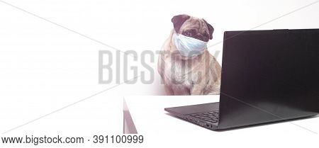 Pug Dog In Medical Mask Works As A Doctor At A Laptop. Concept Of A Doctor Dog. Place For Text. Copy