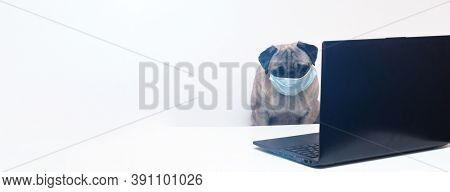 Pug Dog In Medical Mask Works As A Doctor At A Laptop. Concept Of A Doctor Dog. Place For Text. Copy
