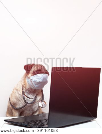 Pug Dog In Medical Mask And With Stethoscope Works As A Doctor At A Laptop. Concept Of A Doctor Dog.