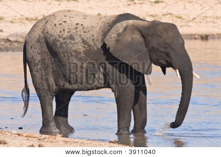 African Elephant