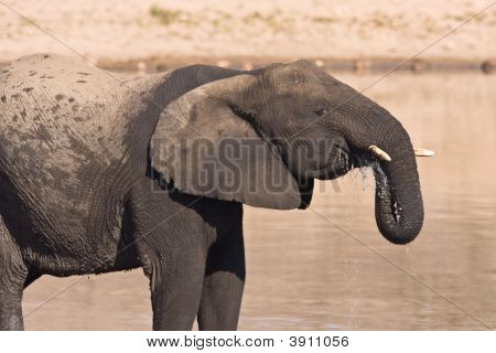 African Elephant