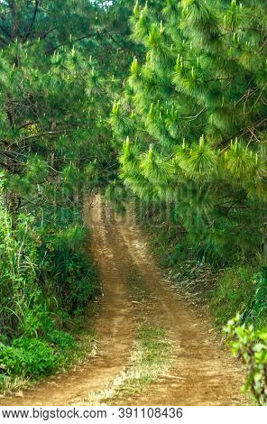 Trail Leading To The Summit The Phulungka In Thailand