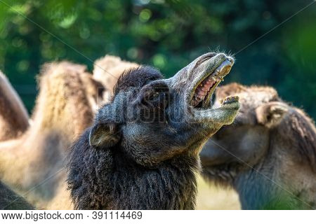 The Bactrian Camels, Camelus Bactrianus Is A Large, Even-toed Ungulate Native To The Steppes Of Cent