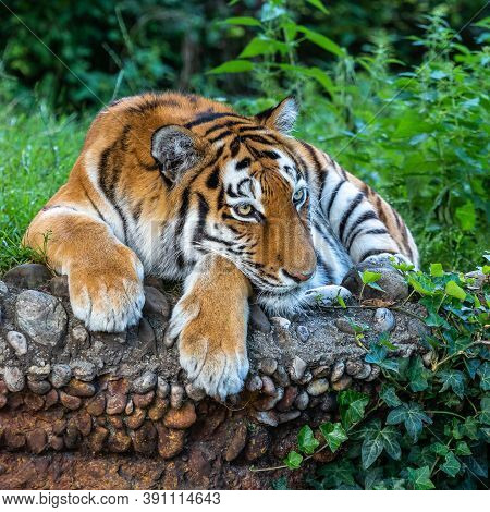 The Siberian Tiger,panthera Tigris Altaica Is The Biggest Cat In The World