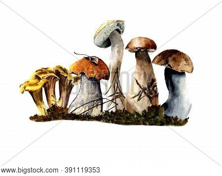 Family Of Mushrooms In Watercolor, Mushrooms Of Different Varieties