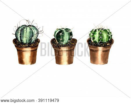Watercolor Set Of Cacti On A White Background