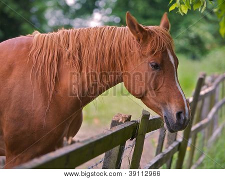Cavallo