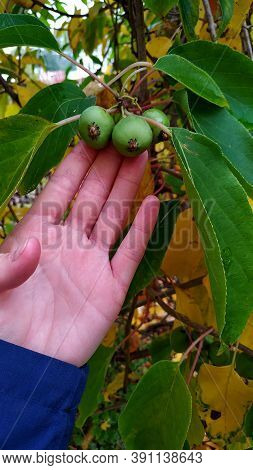 Female Hand Shows Ripe Fruits Of Actinidia Arguta.