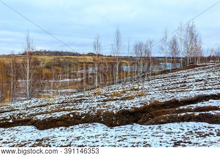 Autumn Natural Landscape With Birch Trees Without Foliage.