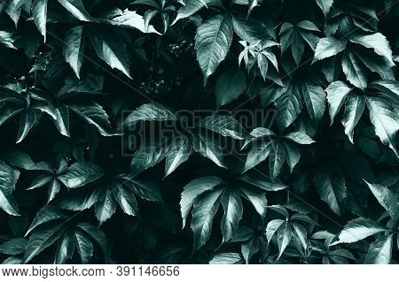 Creative Layout Made Of Green Toned Leaves Of Vitaceae Or Grapevines. Flat Lay. Nature Background.