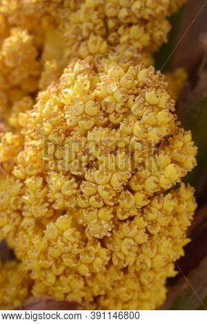Dwarf Fan Palm Flowers - Latin Name - Chamaerops Humilis