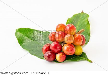 Bunch Of Coffee Fruit With Leaf Isolated On White Background With Clipping Path. The Coffee Fruit Co