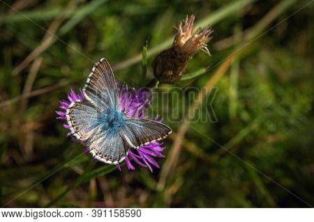 Small Chalk Hill Blue Butterfly With Open Wings Sitting On A Purple Knapweed Flower Growing In A Mea