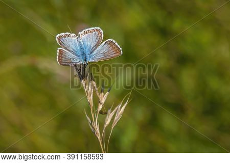 Small Chalk Hill Blue Butterfly Sitting On A Dry Grass Growing In A Meadow On A Sunny Summer Day. Bl