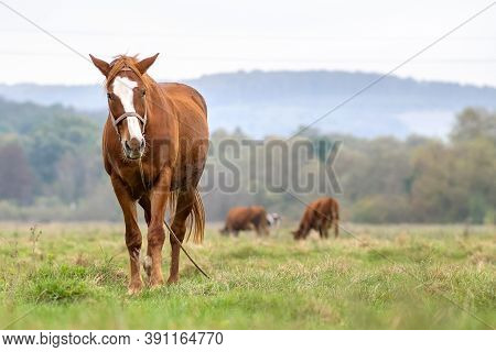 Beautiful Chestnut Horse Grazing In Summer Field. Green Pasture With Feeding Farm Stallion.