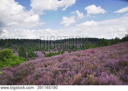 Heath Bloom In The Lüneburg Heath Near Bispingen