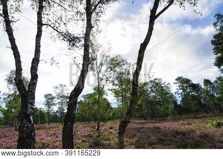 Heath Bloom In The Lüneburg Heath Near Bispingen