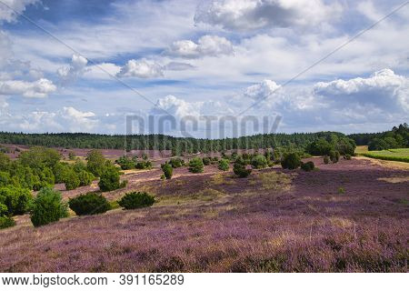 Heath Bloom In The Lüneburg Heath Near Bispingen