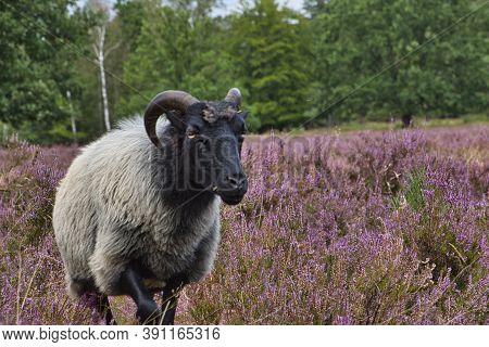 Heath Bloom In The Lüneburg Heath Near Bispingen