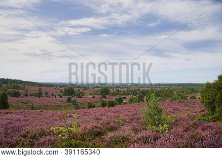 Heath Bloom In The Lüneburg Heath Near Bispingen