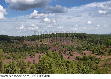 Heath Bloom In The Lüneburg Heath Near Bispingen