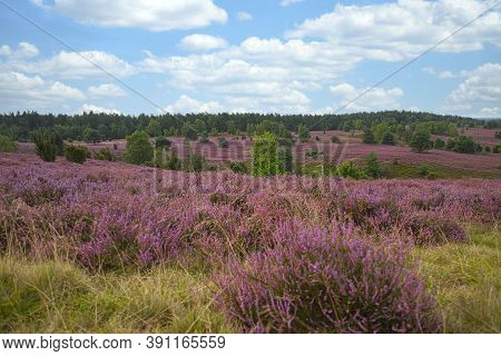 Heath Bloom In The Lüneburg Heath Near Bispingen