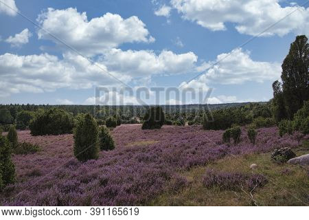 Heath Bloom In The Lüneburg Heath Near Bispingen