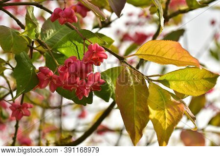 Spindle Bush Red Tree German Garden In Autumn