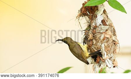 Sunbird And Baby Bird In A Nest At Thailand. Olive-backed Sunbird, Yellow-bellied Sunbird, Cinnyris 