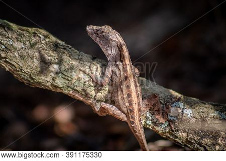 Female Brown Anole On A Branch In Florida