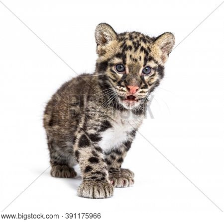 Clouded leopard cub, two months old, Neofelis nebulosa, isolated on white
