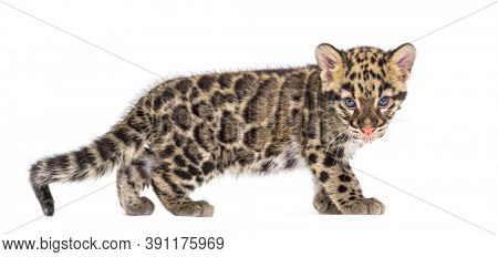 Clouded leopard cub, two months old, Neofelis nebulosa, isolated on white