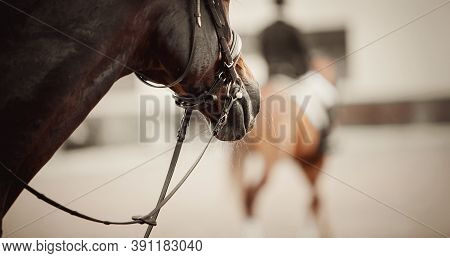 Nose Of A Sports Horse In The Bridle In The Arena. Horse Muzzle Close Up. Portrait Stallion In The B