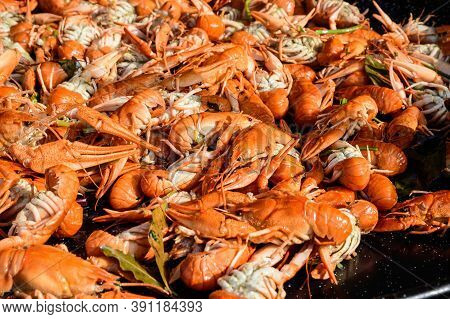 European Crayfishes Astacus Astacus (noble Or Broad-fingered Crayfish, The Most Common Species Of Cr