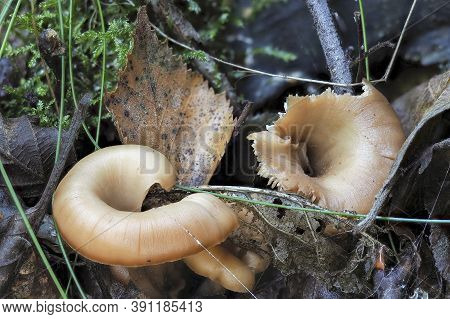 The Aniseed Cockleshell (lentinellus Cochleatus) Is An Edible Mushroom , Stacked Macro Photo