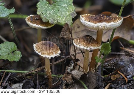 The Chestnut Dapperling (lepiota Castanea) Is An Deadly Poisonous Mushroom , Stacked Macro Photo