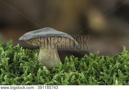 The Whitelaced Shank (megacollybia Plathyphylla) Is An Inedible Mushroom , Stacked Macro Photo