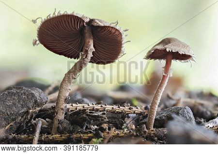 The Redspored Dapperling (melanophyllum Haematospermum) Is An Inedible Mushroom