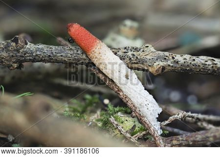 The Dog Stinkhorn (mutinus Caninus) Is An Inedible Mushroom